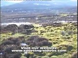 Rabbiting on the moor, with lurchers and a german wirehaired pointer