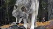 International Wolf Center 23 March 2012 - Time to Clean and Fill the Ponds