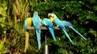 Blue-and-yellow Macaws at Coral Gables, Florida 13 Feb 2009