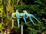 Blue-and-yellow Macaws at Coral Gables, Florida 13 Feb 2009