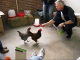 DENVER URBAN HOMESTEADING Basic Chicken Keeping Class