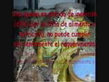 Guía base de Cuidados de una iguana - 13 - Mi iguana no come