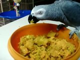 Zazu Congo African Grey Parrot eating fresh baked sweet potato