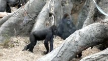 Funny.Baby gorilla is master of Aikido. Gorilla sisters.ゴリラ姉妹。ゴリラの赤ちゃんの合気道！！お姉ちゃん転がる！