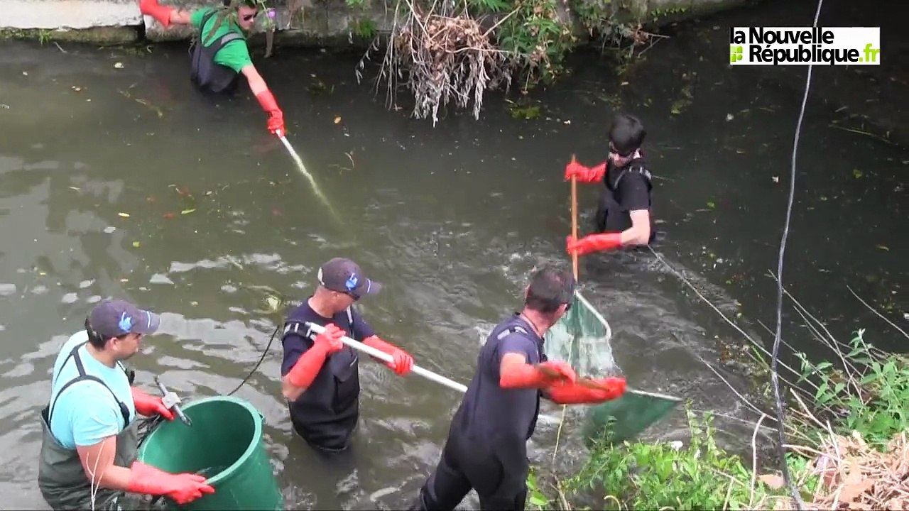 VIDEO. Pêche de sauvegarde à Boinot (Niort) : 75 kg de poissons prélevés