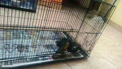 Hand feeding Yellow sided conure(GaNe Feathers)