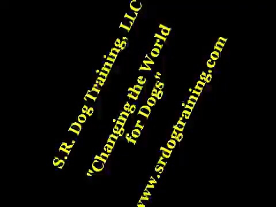 Housebreaking a puppy or older dog in 6 steps