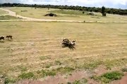 African Painted Dogs Eating Kangaroo Carcasses