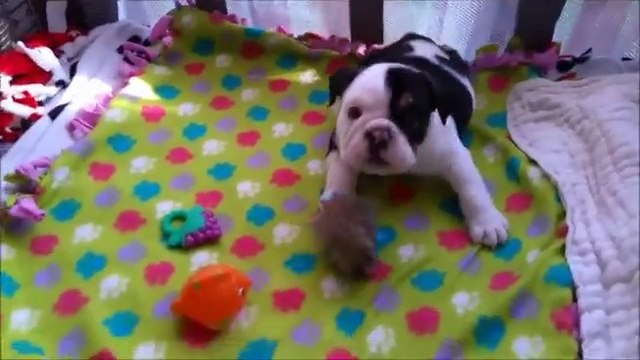 Bonsai : Le chiot a deux pattes