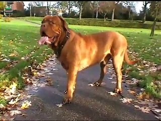 blote jongens in het park