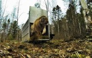 Sibirya Kaplanı Vahşi Doğaya Salındı