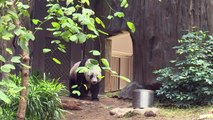 Hong Kong giant panda Jia Jia becomes oldest ever in captivity