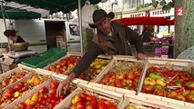 Un passionné de tomates cultive 450 variétés