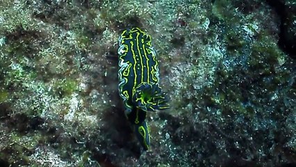 Tauchen auf Lanzarote 2014