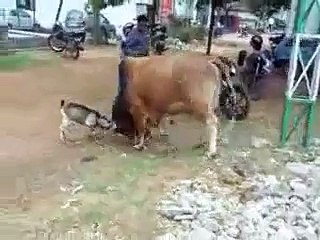 Bakri k bacha na Baans ko sabak Seka diya