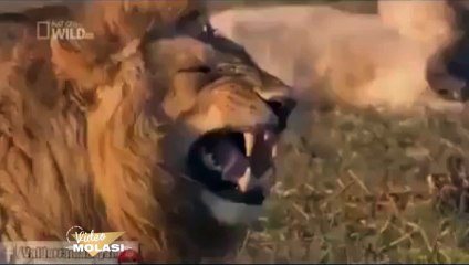 GÜLMEKTEN ÖLEN ASLAN