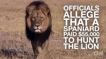 Tourist suspected in killing of Cecil the lion