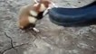 Hamster sauvage très très agressif