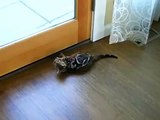 Bengal Cat Crazy Bionic Fetching