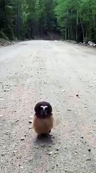 Deputies Love Baby Owl