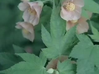 SHISEIDO Corporate Advertising 2006