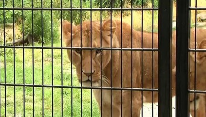 Leeuwenkoning in Emmen van zijn troon gestoten - RTV Noord