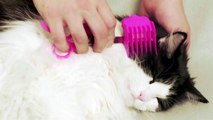 Scaredy Cut Silent Home Pet Grooming Kit for Cats and Dogs