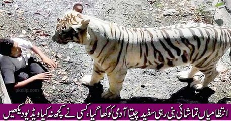 cheety nay bachy ki jan lay li