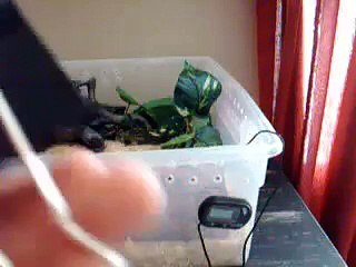 How to care for a Ball python