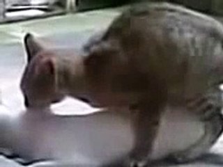 GATOS HACIENDO EL AMOR