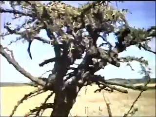 TARZAN - THE MAGNIFICENT (1960)