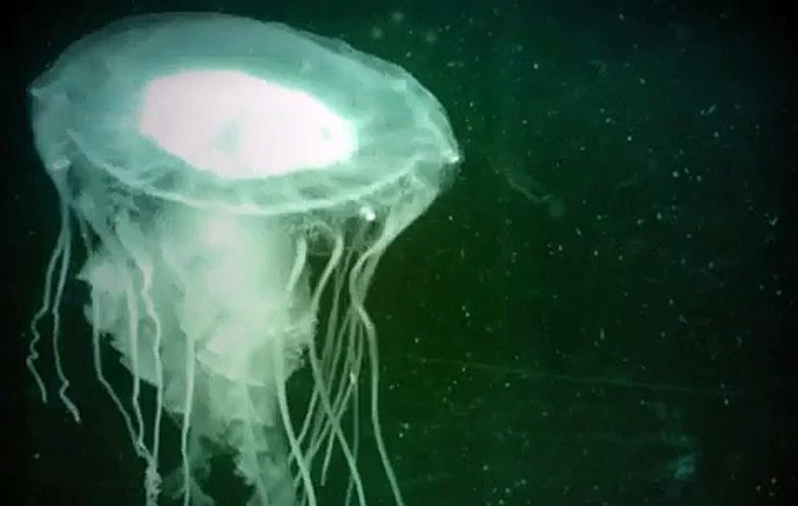 Jellies!