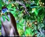 Affen Meerkatzen Tiere Animals Natur  SelMcKenzie Selzer-McKenzie