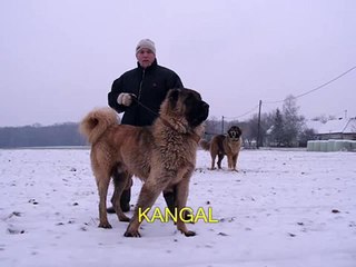 BIG DOGS from JOZO -Tel +491743552582  / Tel +385989920061 / www.SARPLANINAC-JOZO.com