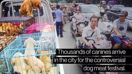 China's Controversial Dog Meat Festival