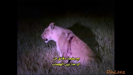 معركة شرسه بين الأسود أنفسهم والمستفيد منها الضباع