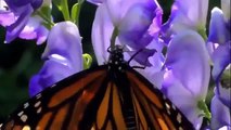 Discovery Channel Animals   Discovery Channel Documentary   Butterfly Documentary 2015 HD f134 mp4