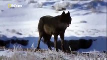 Discovery Channel Animals   Discovery Channel Documentary   Black Wolf Documentary 2015 HD f134 mp4