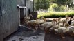 330+ Super Cute Ducklings Rushing Out Of The Barn