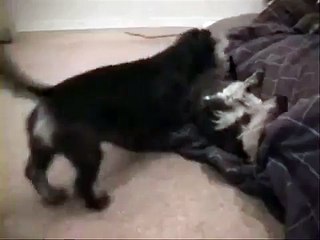 10month Wirehaired dachshund puppy  fight  & snowcamp