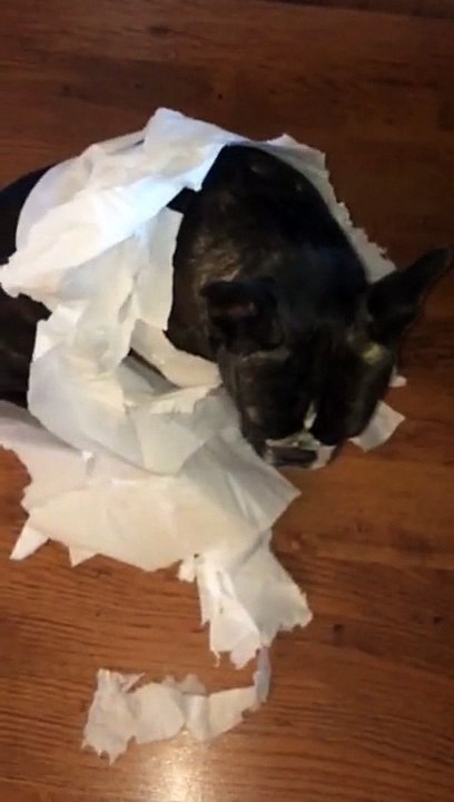 French Bulldog gets outed by his best friend