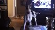 Great Dane seriously confused by wolf howling sounds