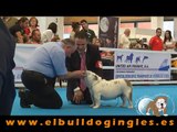Bulldog Ingles Abierta Hembras LXXXI EXPOSICION CANINA DE PRIMAVERA - Talavera de la Reina  2.009