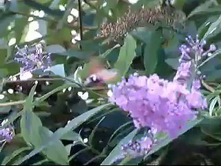 Hummingbird hawk moth