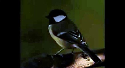 Bird Chirping Sound Effect