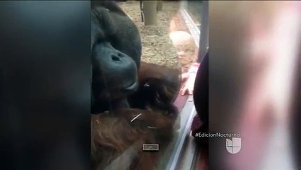 Mira cómo este orangután besa el vientre de mujer embarazada