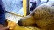 Man feeds wild bear through window in Siberia