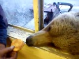 Man feeds wild bear through window in Siberia