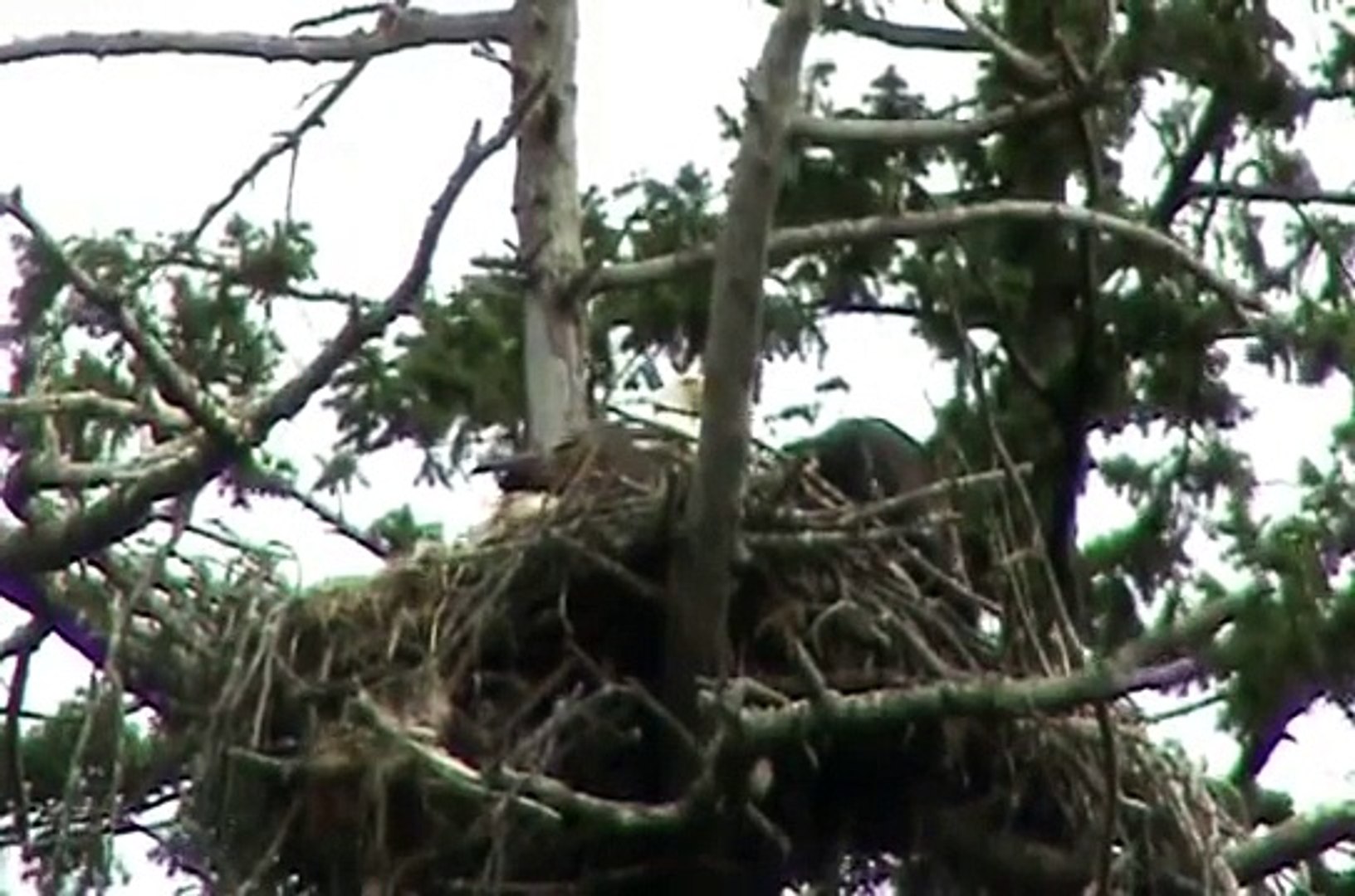 BALD EAGLES SIDNEY BC   WITH 3 EAGLETS:HUNTING DIVING FEEDING FLYIN