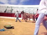 concurso arrastre mulos caballos ponys Dos Torres